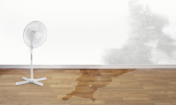 Best Water damage cleanup near me  in La Honda, CA